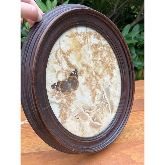 Vintage pressed butterfly and flower simple oval wood frame bubble glass - Picture 2 of 16